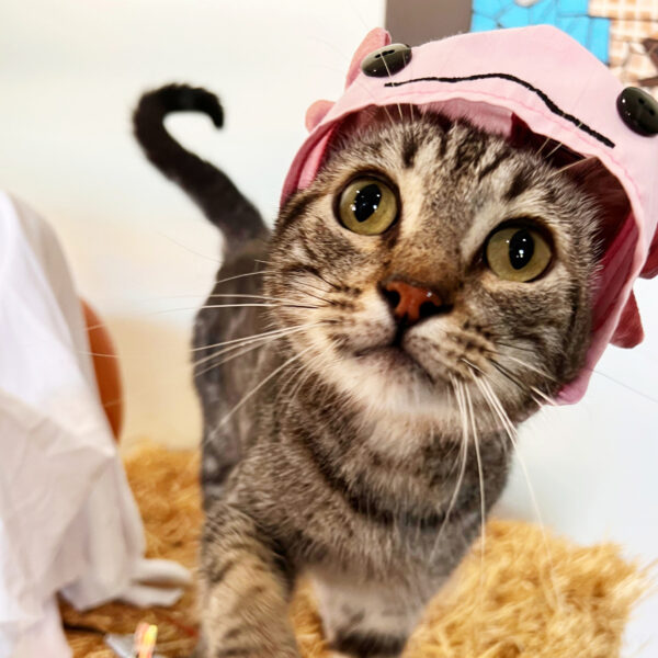 Pink Axolotl Cat Hat - Image 2
